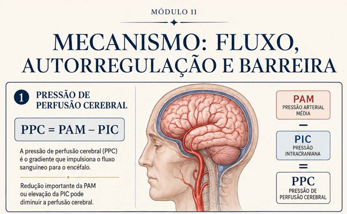Prévia do módulo 11: Vascularização do Sistema Nervoso